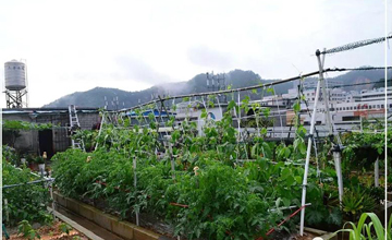 聽(tīng)說(shuō)了嗎，多米居然開(kāi)始搞副業(yè)了？