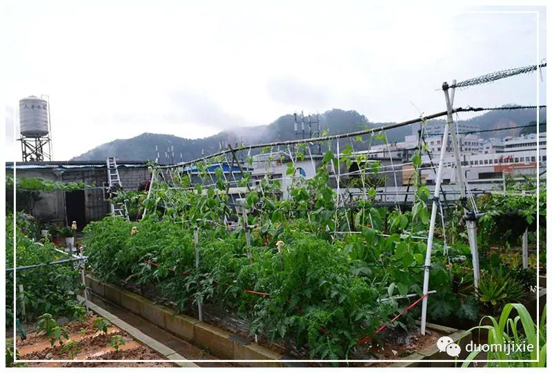 聽說了嗎,多米居然開始搞副業了?